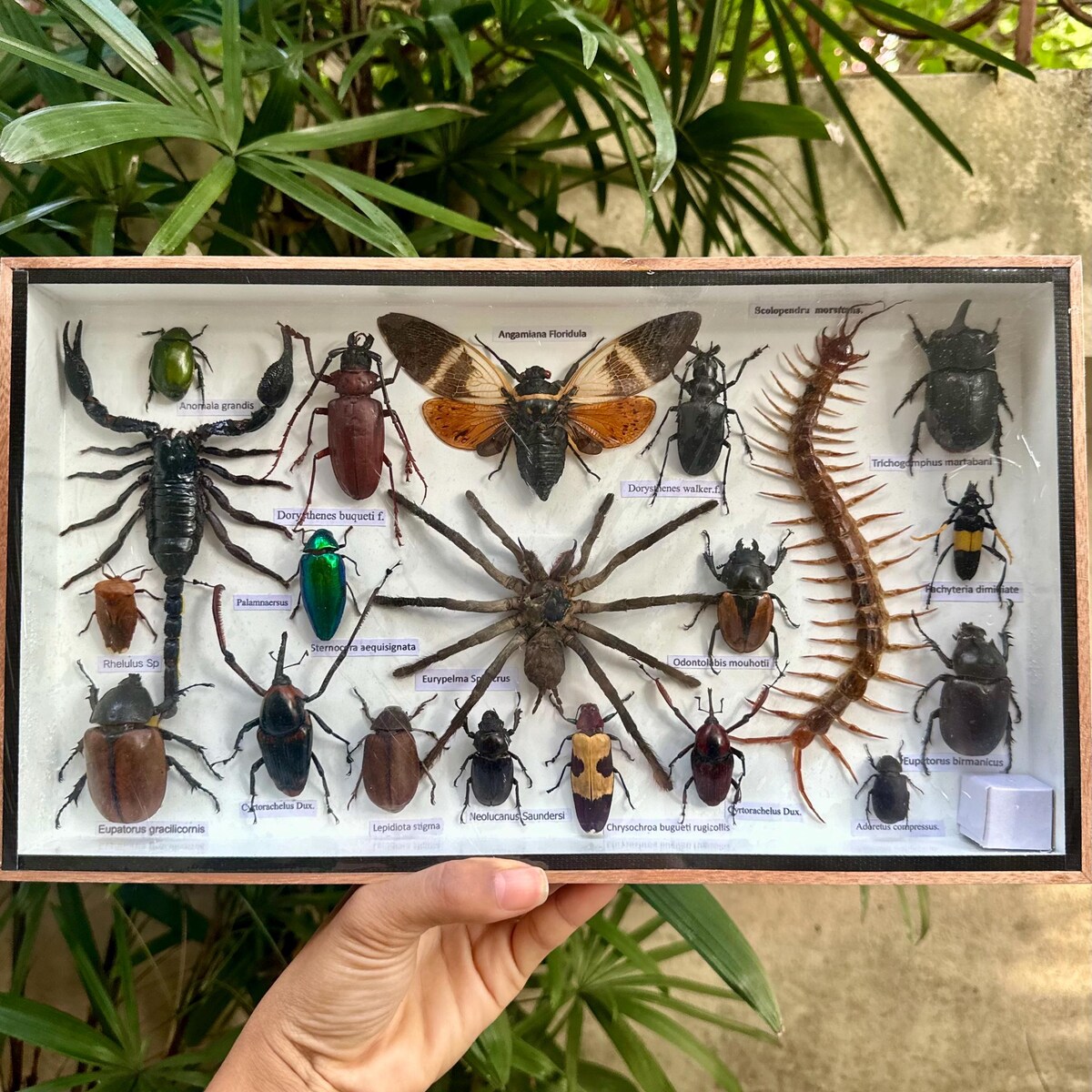 Real Exotic Poisonous Insects Taxidermy Weird Mixed Specimens Entomology Asian Beetles Bug Collector's Gift Unique Natural Home Art Decor - Etsy