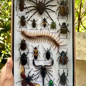 May include: A framed display of various insects and arachnids, including a large brown spider, a centipede, and several beetles. The frame is made of wood and has a glass front. The insects are labeled with their scientific names.