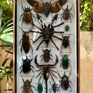 Real Exotic Set Insect Specimen Bug Taxidermy Collection Beetle Spider ...