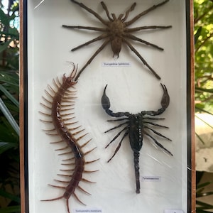 Preserved Arthropod Collection : Centipede, Scorpion, and Spider Display for Home Decor, Collectibles, Educational Exhibits, and Study