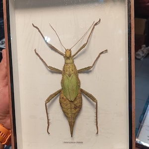 May include: A framed insect specimen of a Heteropteryx dilatata stick insect. The insect is mounted on a white background and has a green and brown body.