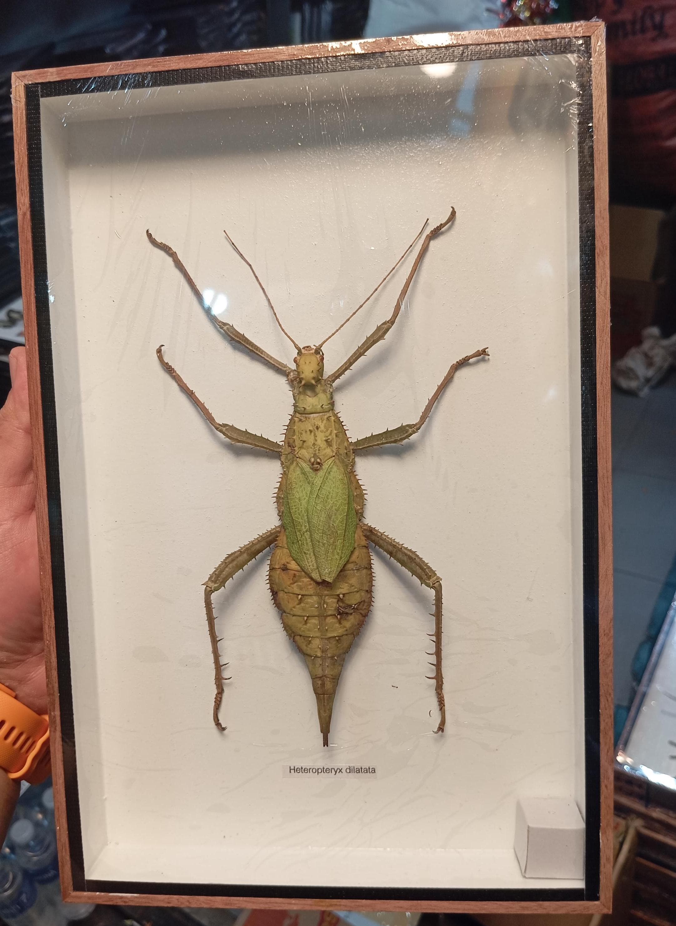 Heteropteryx Dilatata - Etsy