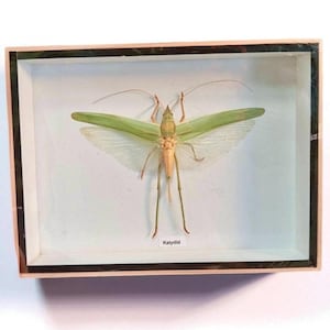 現在、この商品の在庫はありません - Etsy