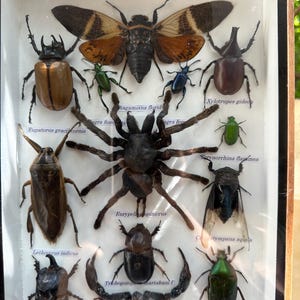 Real Exotic Set Insect Specimen Bug Taxidermy Collection Beetle Spider ...