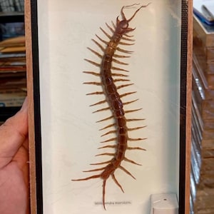 Preserved Centipede Specimen Scolopendra morsitans in Wooden Display Case for Entomological Study Educational Use or Unique Home Decoration