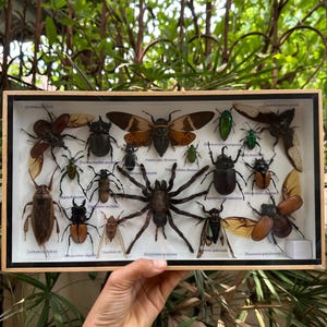 Puede incluir: Un marco de madera con una colección de insectos y una araña preservados. Los insectos incluyen escarabajos, mariposas y polillas. El marco está etiquetado con los nombres científicos de cada insecto.
