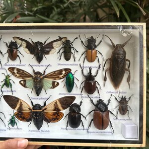 Insects Frame Real Insect Taxidermy Display Frame – Beetle & Cicada Collection - Etsy