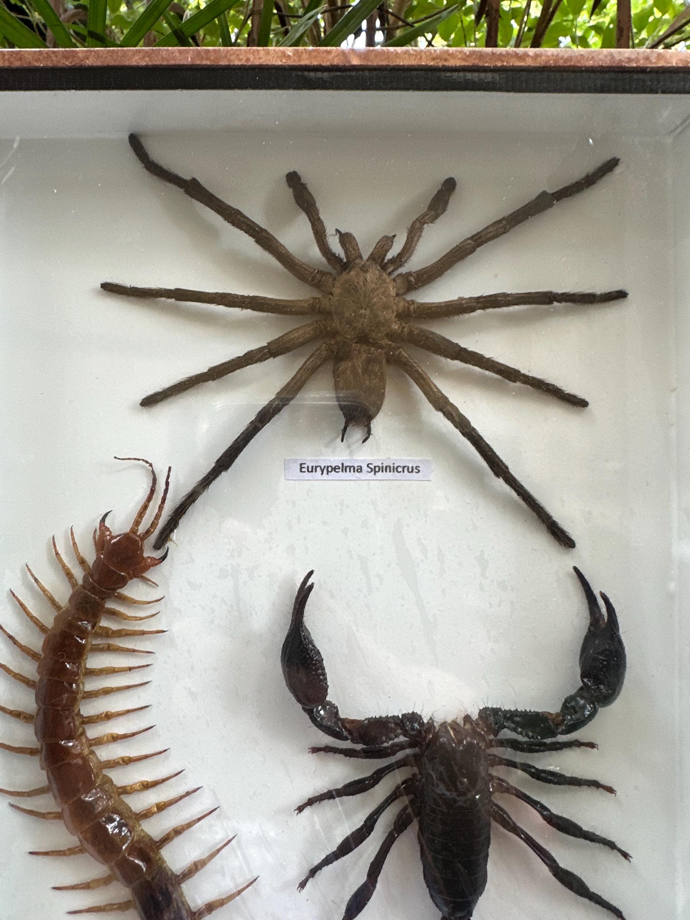 ⚠️Do Not Attempt⚠️ Malaysian Cherry Red Centipede dry bite 🍒  #giantcentipede #insects #bug #spider #tarantula #tarantulas #animals #fyp  #fypシ #foryoupage, image size:2250x3000