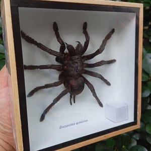 May include: A framed specimen of a Eurypoma spinicrus spider, a large, dark brown spider with long legs, displayed on a white background with the scientific name written below.