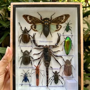 May include: A framed display of various insects and a scorpion. The insects include a green beetle, a brown beetle, a blue beetle, a red beetle, and a cicada. The scorpion is black and has long legs. The frame is made of wood and has a glass front. The text on the labels reads: Tosena splendida, Xylotrupes gideon, Sakra femorata, Sternocera aequisignata, Xylotrupes gideon f, Palamnaeus, Sopidiota stiguma, Sara femorata, Macrocheraia grandis, Diastocera wallictu.