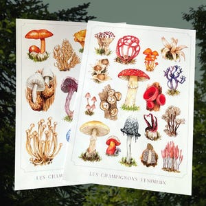 Peut inclure: Deux impressions d'art présentant des illustrations à l'aquarelle de divers champignons aux tons de rouge, orange, marron et blanc. Le texte "LES CHAMPIGNONS VENIMEUX" est imprimé au bas d'une impression. L'autre impression porte le texte "LES CHAM" en bas.
