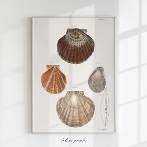Antique shell physical print, antique shells art, bathroom vintage art, antique print, vintage shell print, beach, sea themed art