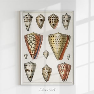 Antique shell physical print, antique shells art, bathroom vintage art, antique print, vintage shell print, beach, sea themed art print