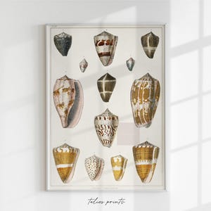 Antique shell digital download print, antique shells art, bathroom vintage art, antique print, vintage shell print, beach, sea themed print