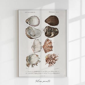 Antique shell physical print, antique shells art, bathroom vintage art, antique print, vintage shell print, beach, sea themed art