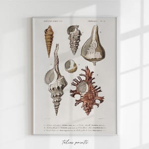 Antique shell physical print, antique shells art, bathroom vintage art, antique print, vintage shell print, beach, sea art