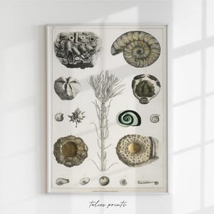 Antique shell physical print, antique shells art, bathroom vintage art, antique print, vintage shell print, beach, sea themed art