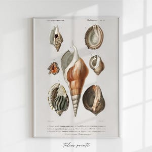 Antique shell physical print, antique shells art, bathroom vintage art, antique print, vintage shell print, beach, sea