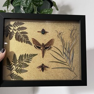 Puede incluir: Una obra de arte enmarcada con insectos y elementos botánicos. El marco negro rodea un fondo dorado texturizado con helechos, hojas e insectos prensados. Los insectos incluyen un escarabajo, una polilla y un pequeño insecto.