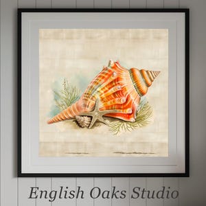 May include: A watercolor painting of a large orange and white seashell with a starfish and seaweed. The seashell is the main focus of the painting and is depicted in detail. The background is a light beige color.