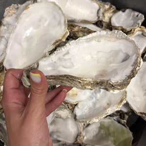 Grandi conchiglie di ostrica in grandi quantità per lavori creativi, grandi conchiglie di ostrica pulite per decoupage, decorazioni per tavoli da matrimonio in spiaggia, regalo di inaugurazione della casa a tema costiero