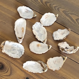 Puede incluir: Diez conchas de ostra con interior nacarado y exterior marrón texturizado dispuestas sobre una superficie de madera. Las conchas varían en tamaño y forma, mostrando sus formas y colores naturales. Un objeto decorativo natural.