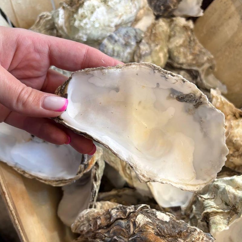 Oyster Shells Bulk - Etsy
