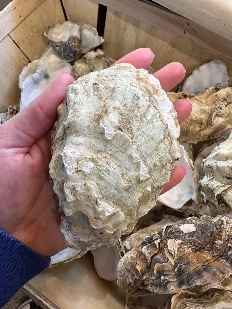 Shell Rubbing Big Size Cleaned Oyster Shell Cups, Large Bulk Oyster Shells for Crafts ...