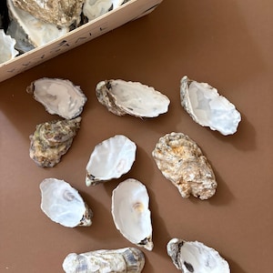Könnte beinhalten: Eine Sammlung von Austernschalen, einige offen und leer, andere geschlossen, mit einer Vielzahl von Texturen und Farben, darunter Beige, Braun und Weiß. Einige Schalen sind auf einer braunen Oberfläche angeordnet, andere in einer Holzkiste.