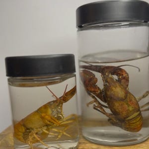 May include: Two glass jars with black lids, each containing a preserved crawfish. One crawfish is a light orange color, the other is a reddish-brown. The jars are filled with a clear liquid.