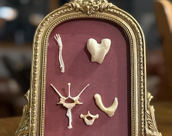 May include: An ornate gold-toned arched frame with a deep burgundy fabric backing displays five distinct off-white animal bone specimens arranged in a collection. The frame features intricate embossed scrollwork and decorative metal detailing.