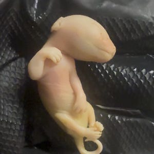 Fetal Possum Wet Specimen - Possum 14 - Taxidermy - Preserved Fetal Possum - Science - Possum Baby - Natural History Marsupial