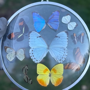 Vintage Convex Morpho - Etsy