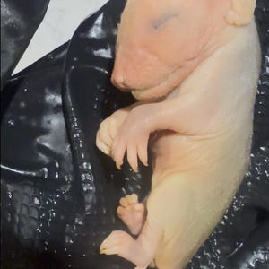 May include: A newborn, hairless, pinkish-beige animal, possibly a rodent, lies curled up. Its eyes are closed, and its tiny paws are visible. The animal's tail is long and curved. The background is a dark, shiny surface.