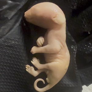 May include: A pale pink, embryonic animal with visible limbs, a curled tail, and a small ear. The creature is lying on its side, with its tiny paws and curled tail visible. The overall form suggests a fetal mammal.