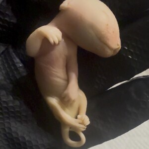 May include: A pale, fleshy sculpture of a creature with a large head and small limbs. The figure is posed in a curled position, with its limbs close to its body. The sculpture has a smooth texture and is set against a dark background.