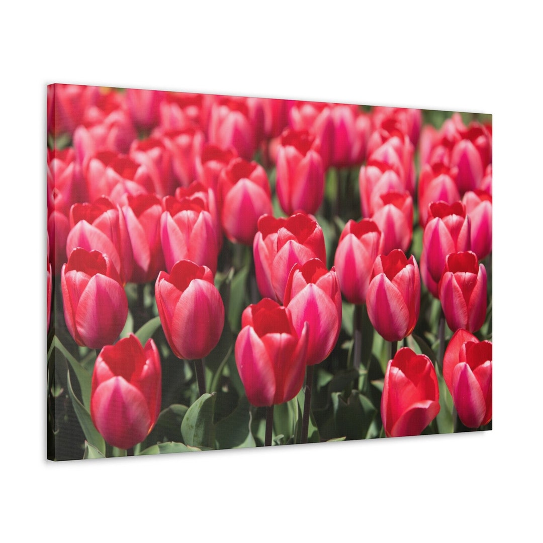 Red Tulips Print: Spring Flower Wall Art (digital Download) - Etsy