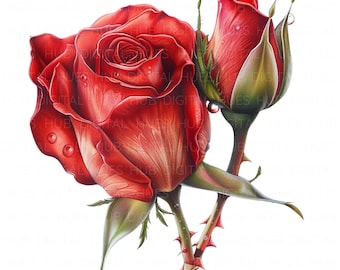 13 Red Rose Clipart Watercolor Botanical Romantic Flower High Quality JPEG Printable For Scrapbook Junk Journal Paper Craft Bridal Shower