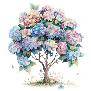 May include: A watercolor painting of a hydrangea bush with pink, blue, and white flowers. The bush is in bloom and has a thick trunk. The background is white.