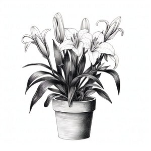 Puede incluir: Una ilustración en blanco y negro de una planta de lirio en maceta con flores blancas. La planta está en una maceta redonda simple.