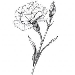 13 Black White Carnation Clipart Birth Flower Botanical Wall Art Printable High Quality JPG Junk Journal Paper Craft Scrapbook Nursery Decor