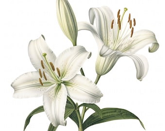 10 White Lily Clipart Bundle Watercolor Flower Clipart Printable High Quality JPEG For Junk Journals Wedding Card Wall Decor Paper Crafts