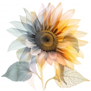 Pacote com 10 clipart de girassol transparente, aquarela, flor de primavera, para impressão, JPEG de alta qualidade, para convites de scrapbook, papel de diário de lixo