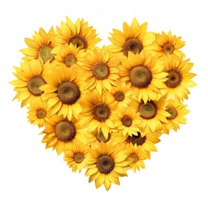 Lot de 10 cliparts coeur floral tournesol aquarelle fleur coeur imprimable haute qualité JPEG Junk Journal papier artisanat Scrapbooking fabrication de cartes