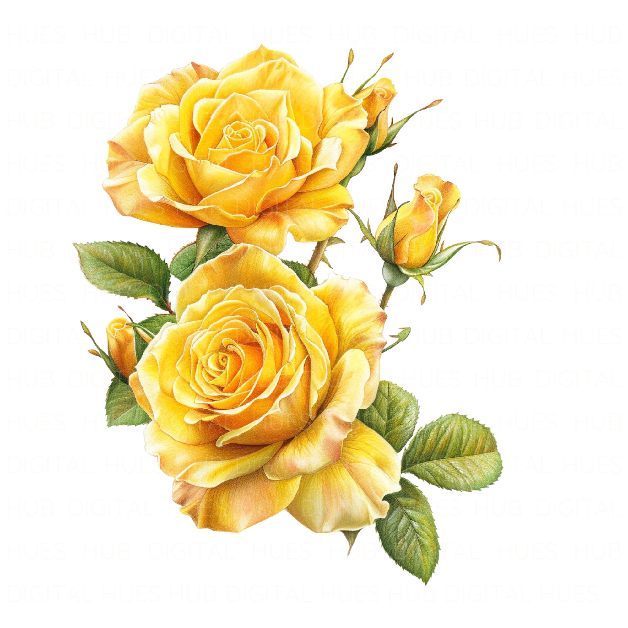 Yellow Roses To Print 14 Yellow Rose Clipart Watercolor Yellow Flower Golden Rose High ...