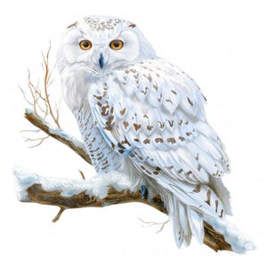 12 cliparts hibou sur une branche d'arbre enneigé aquarelle chambre de bébé hibou hiver Clipart haute qualité JPEG imprimable pour scrapbooking journal indésirable papier artisanat