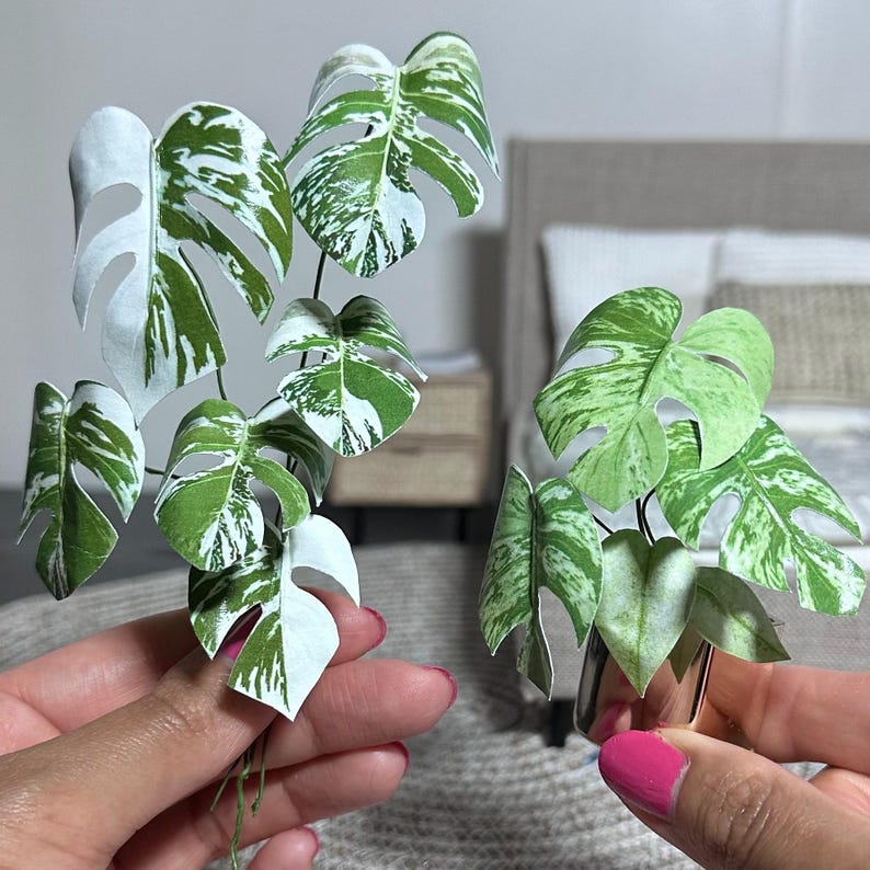 May include: Two potted plants with white and green variegated leaves. The plants are in small pots and are being held by hands.