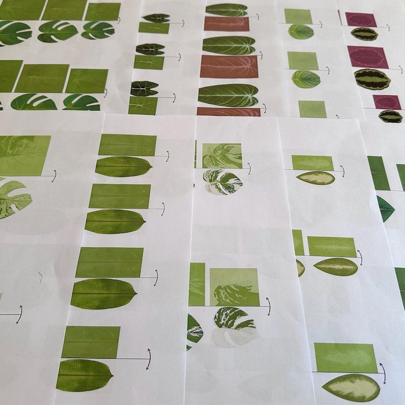 May include: A set of 10 white sheets of paper with green and white leaf illustrations. Each sheet has a leaf illustration with a rectangle next to it. The leaf illustration is divided by a line with an arrow pointing to the right. The rectangle is divided by a line with an arrow pointing to the left.