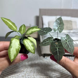 May include: Two potted plants, one with green and white leaves and the other with dark green leaves. Both plants are in small black pots.