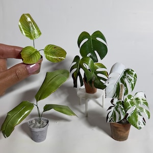 Dollhouse Printables 1:6 wilted Miniature Paper Plants (digital download) Monstera, Calathea, Strelitzia, Monstera Variegata
